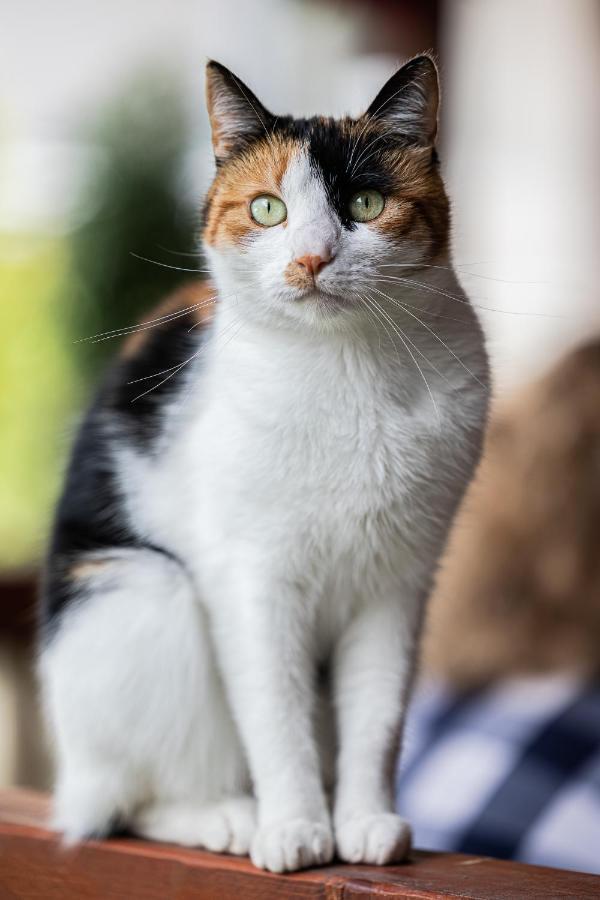 Pensiunea Montan Buşteni Buitenkant foto